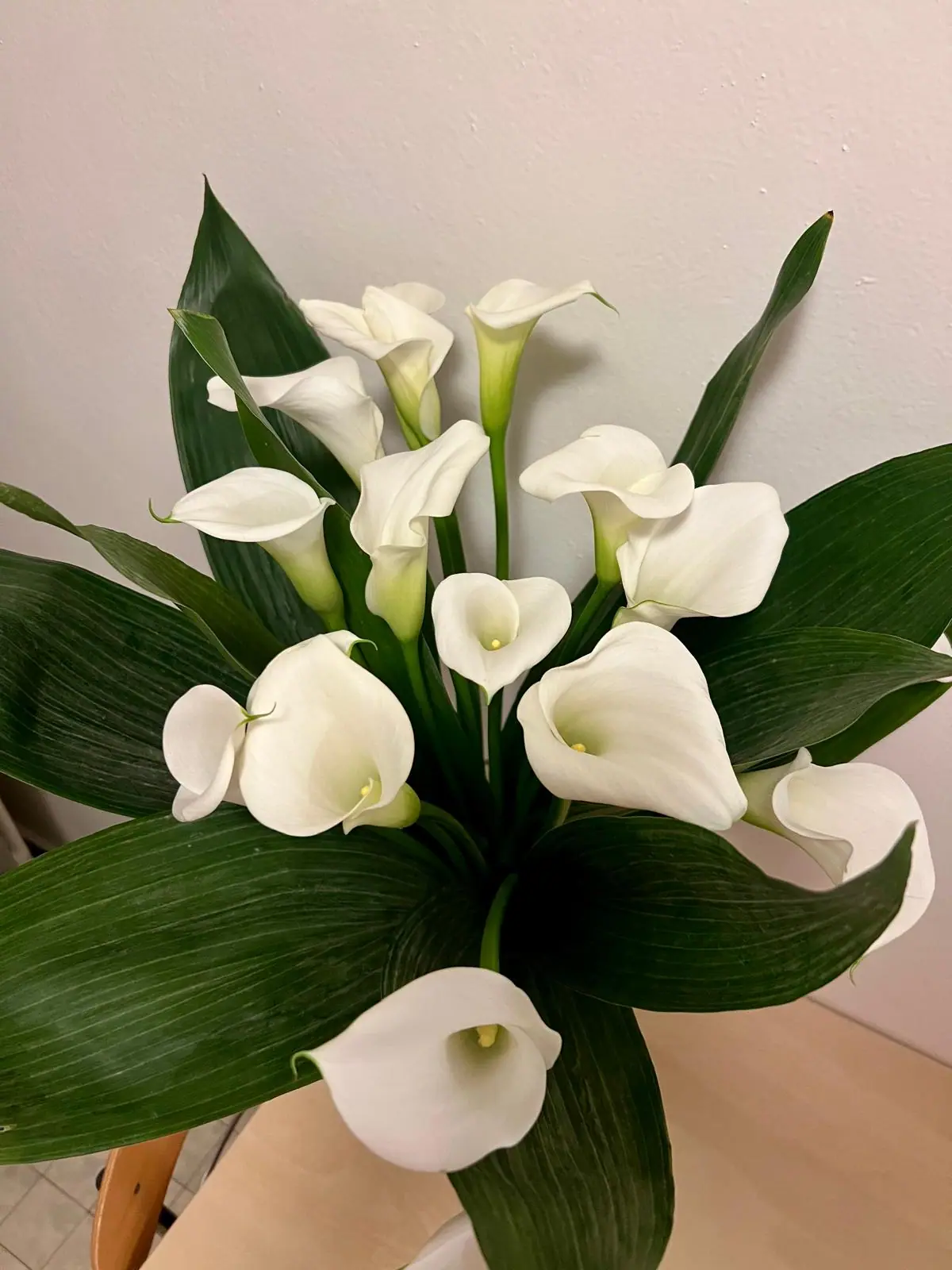 Arums blancs à l’accueil